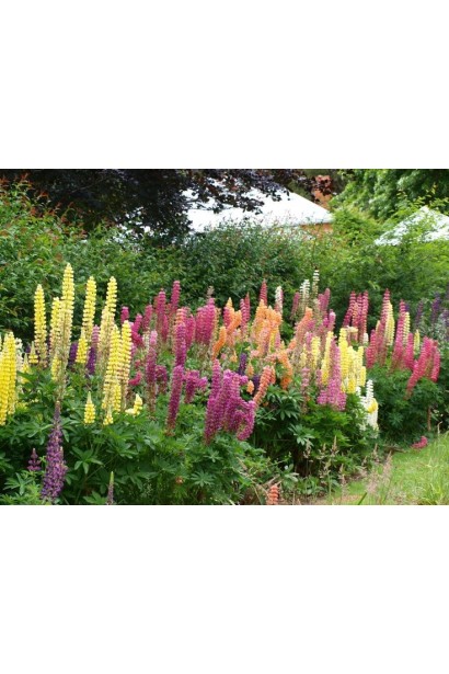 Люпин многолистный в ландшафте